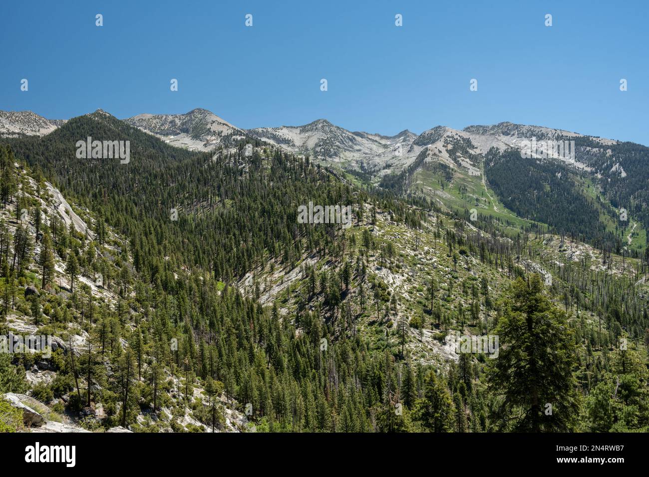 Green Meadows and Pine Trees Below Kennedy Pass in Kings Canyon National Park Stock Photo