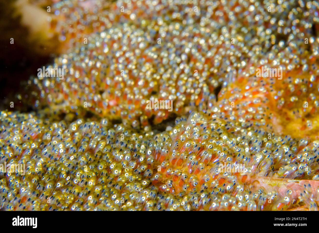 Eyes in eggs of Clark's Anemonefish, Amphiprion clarkii, Gili Tepekong dive site, Candidasa, Bali, Indonesia Stock Photo