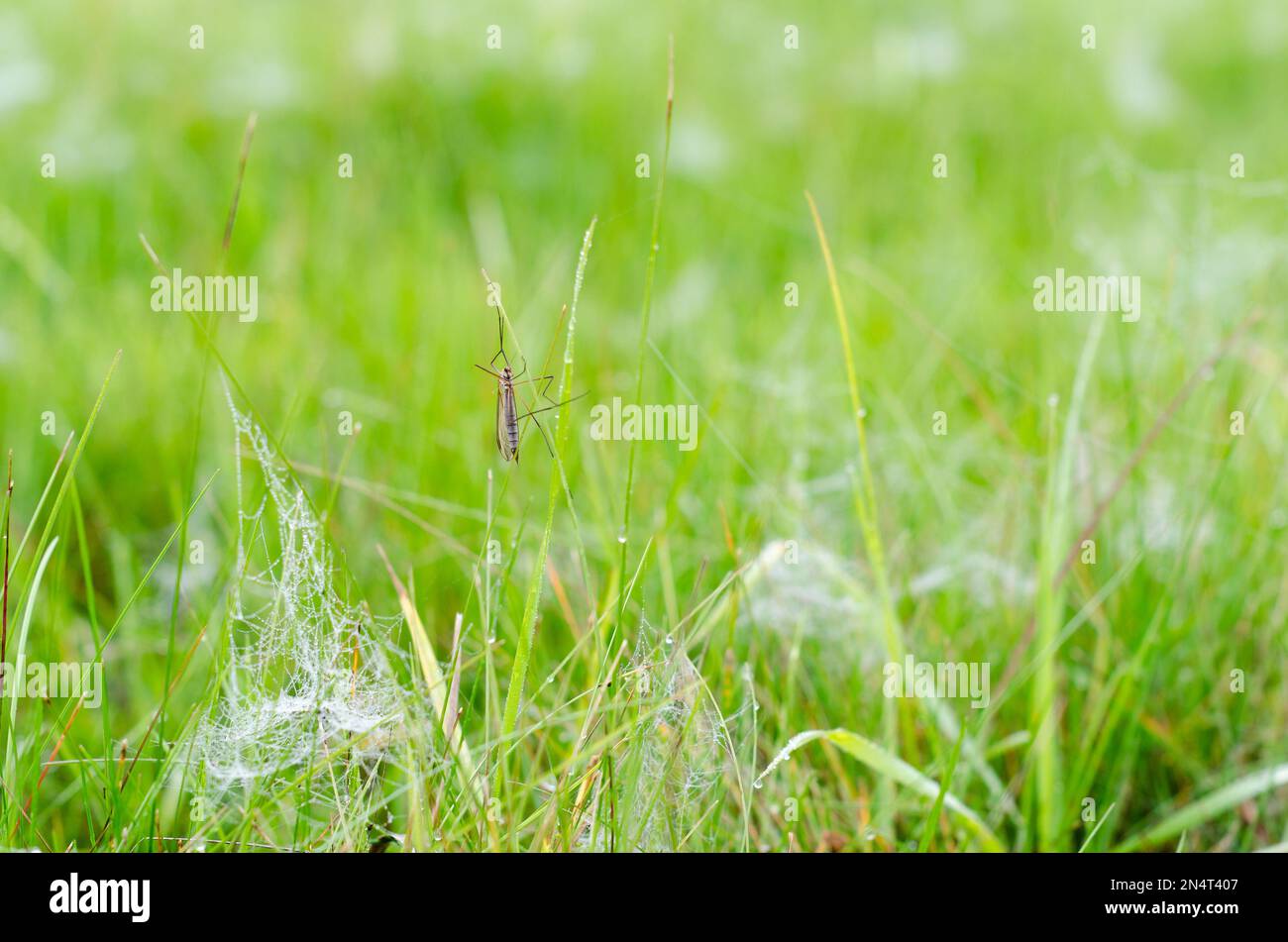 An insect with wings and big feet sits on the green grass among the ...