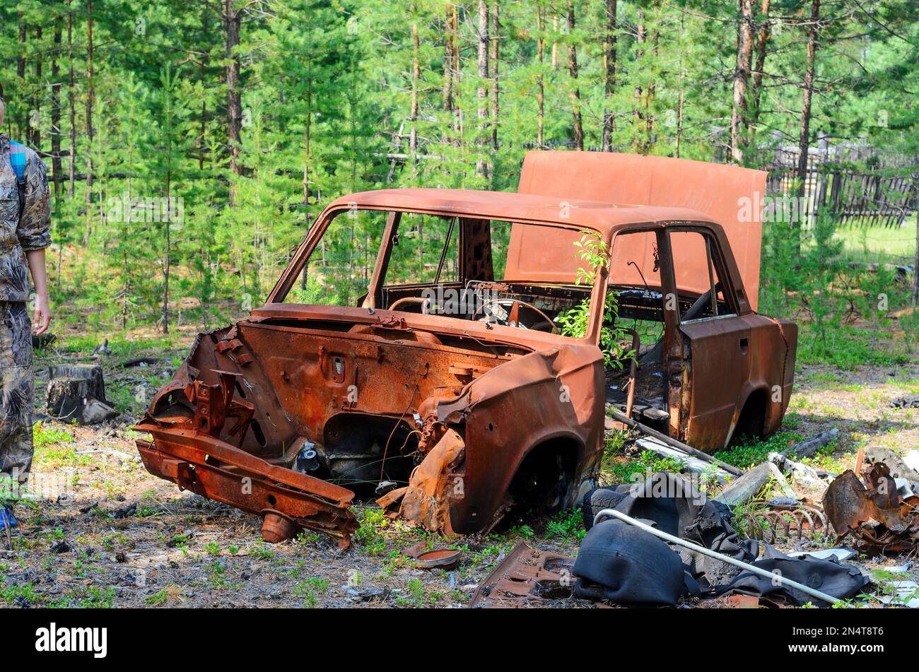 Iron rusty body of the Soviet car lies in a young spruce forest in the ...
