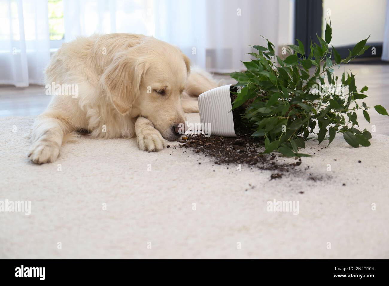 Cute Golden Retriever dog near overturned houseplant on light carpet at home Stock Photo