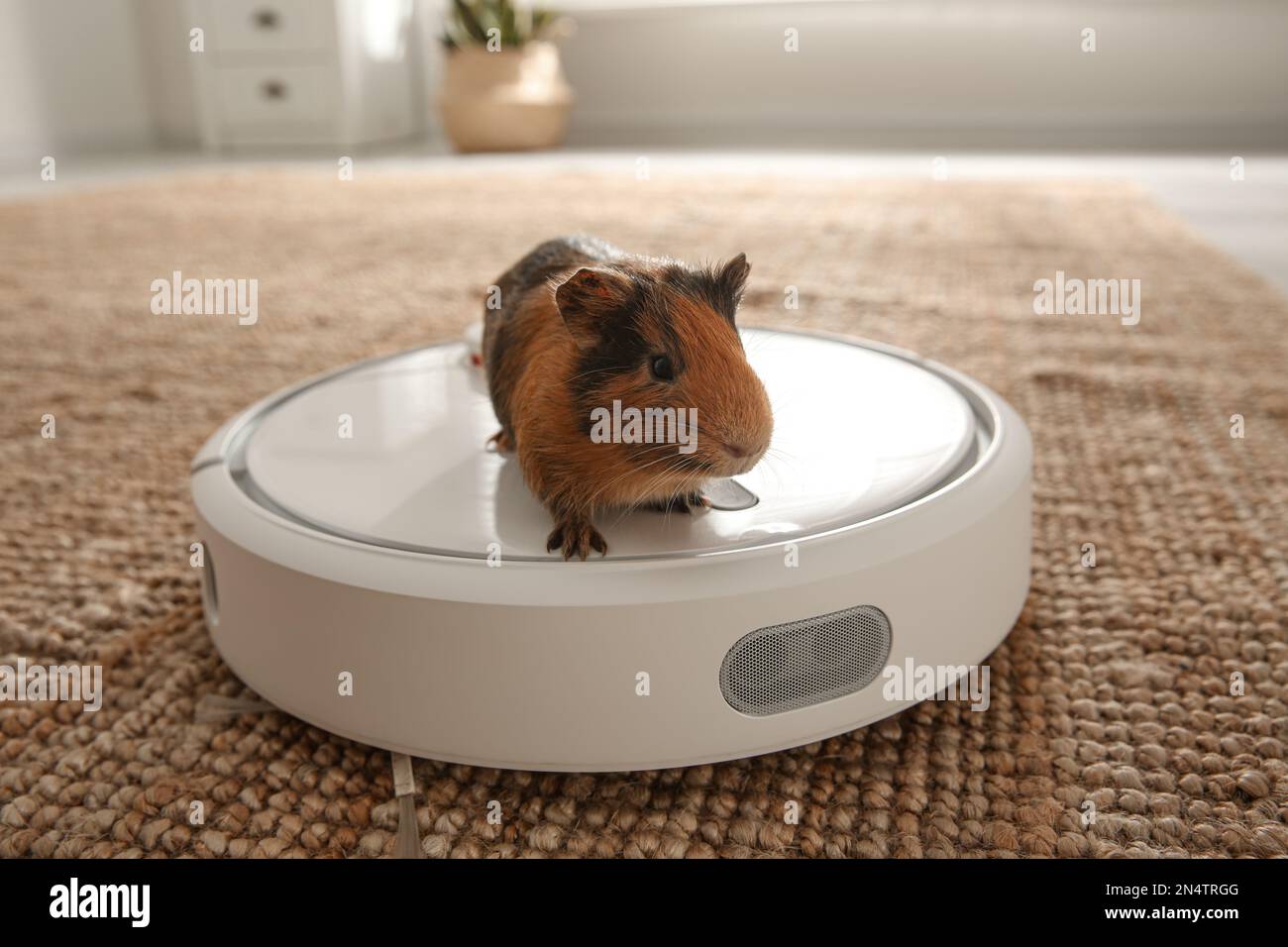 Modern robotic vacuum cleaner and guinea pig on floor at home Stock