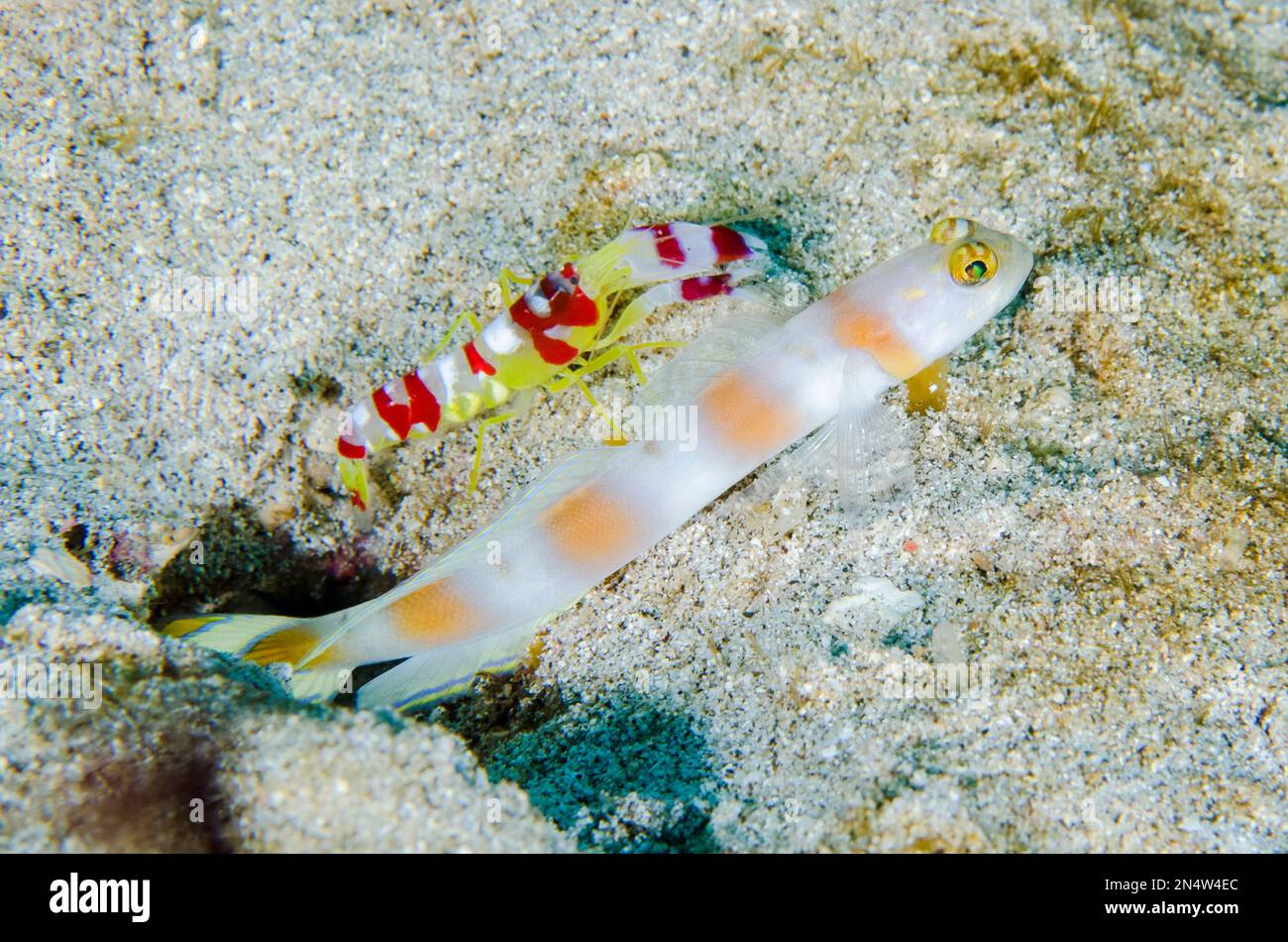 Flagtail Shrimpgoby, Amblyeleotris yanoi, with Randall's Snapping Shrimp, Alpheus randalli, where the shrimp who are natural burrowers digs and cleans Stock Photo