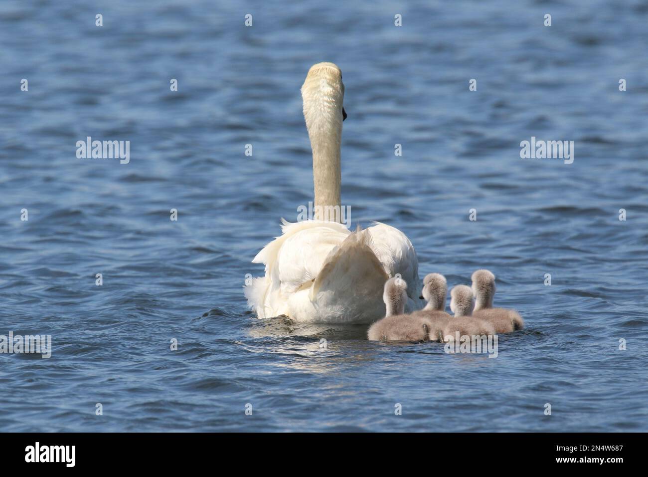 Mother mute swan Cygnus olor swimming on a lake with four cygnets following in Spring in rear view Stock Photo