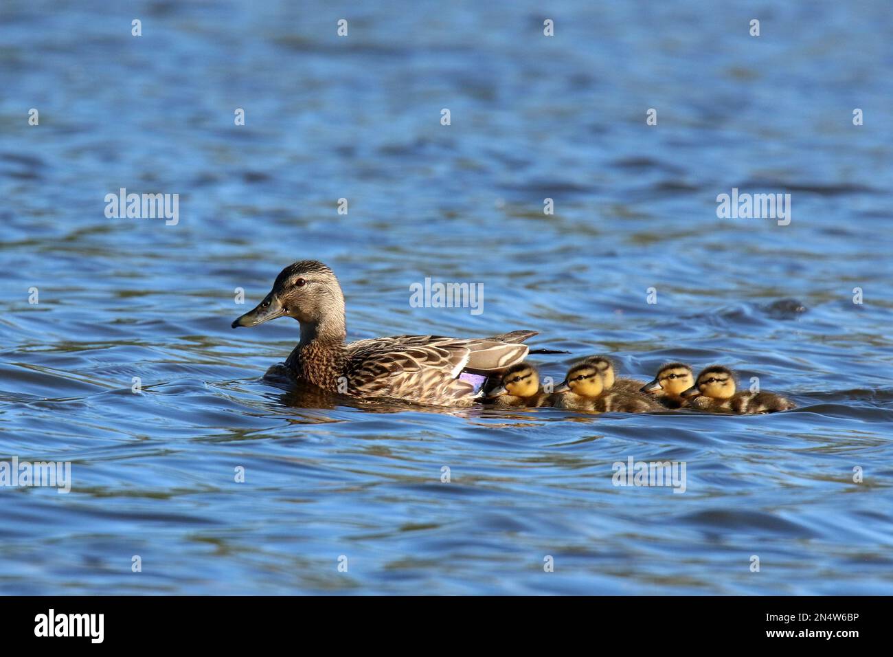 Mother mallard duck Anas platyrhynchos leading her ducklings across a lake in Spring Stock Photo
