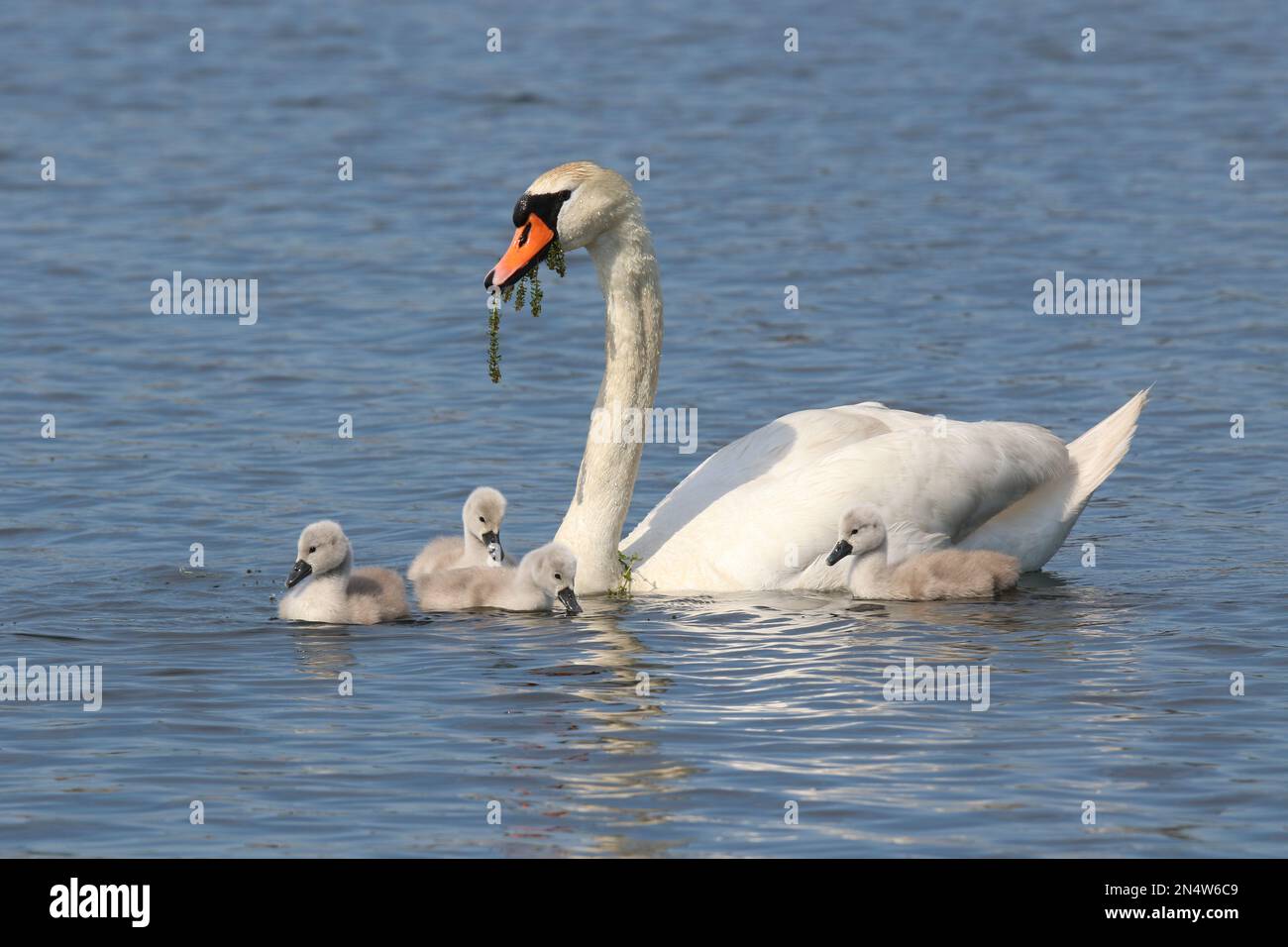Mother mute swan Cygnus olor on a lake pulling up water weed to feed her four cygnets in Spring Stock Photo