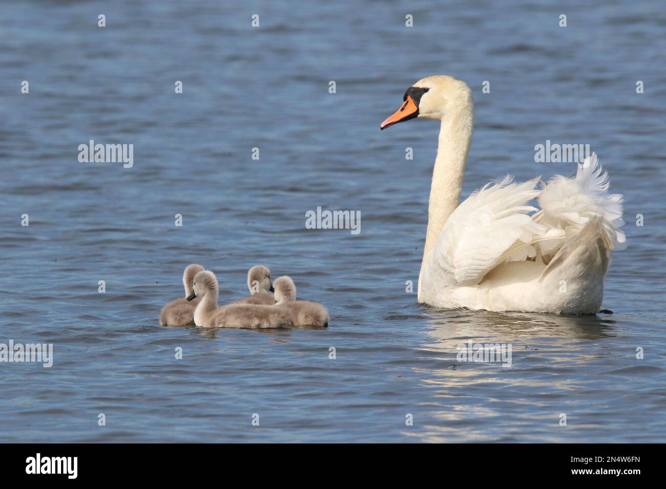 Mother mute swan Cygnus olor swimming on a lake with four cygnets in Spring Stock Photo