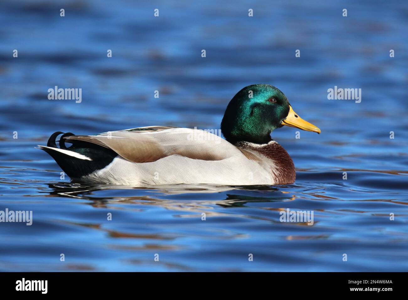 Drake mallard duck Anas platyrhynchos swimming on a blue lake in winter in side view Stock Photo