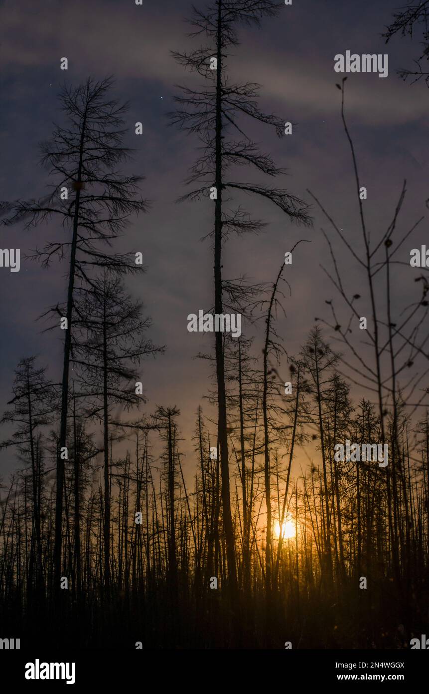 The bright light of the rising full moon behind the trees in the fir taiga at night in Yakutia. Stock Photo