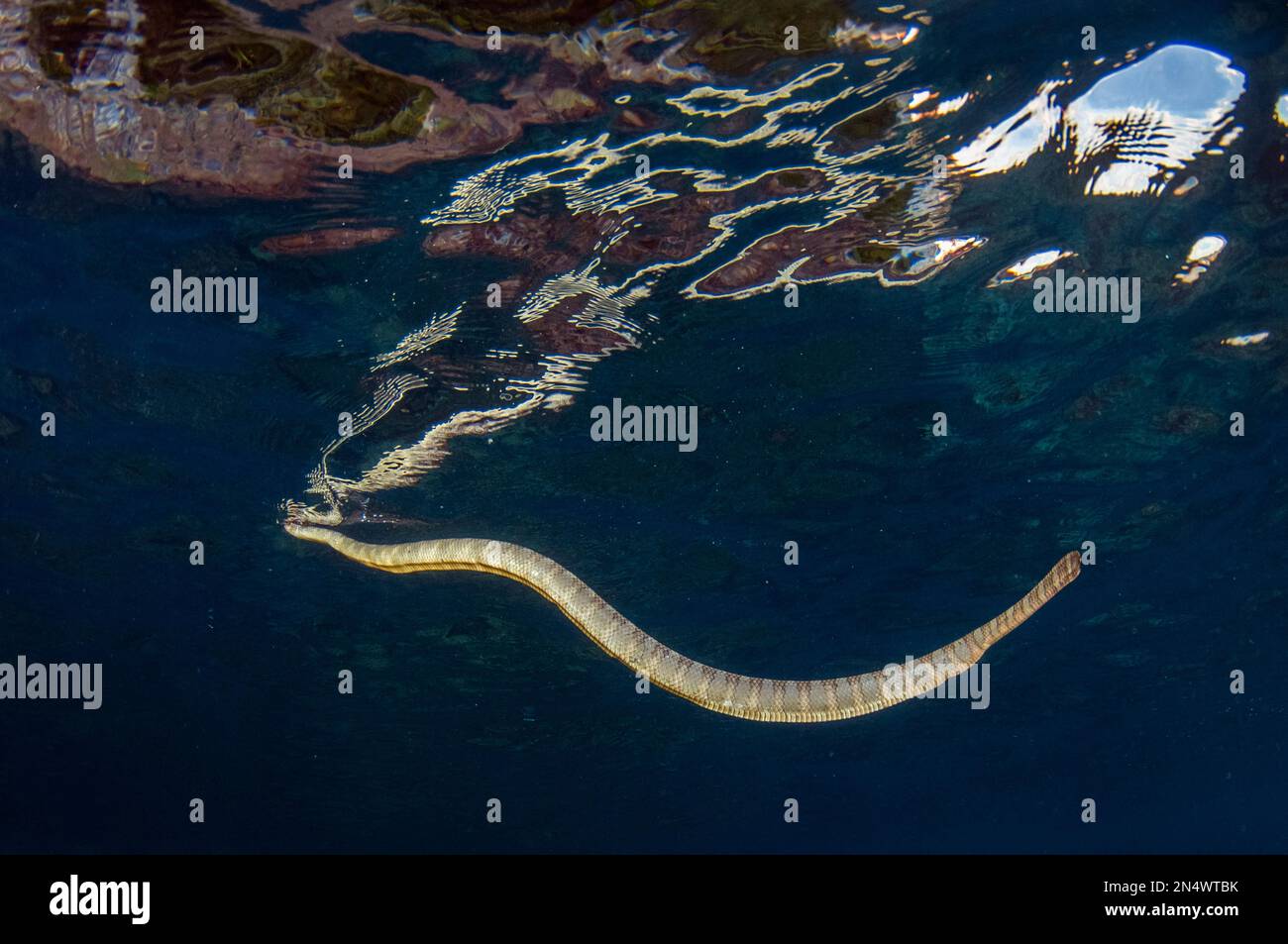 Chinese Sea Snake, Laticauda semifasciata, at surface to breathe, Snake Ridge dive site, Manuk Island, Indonesia, Banda Sea Stock Photo