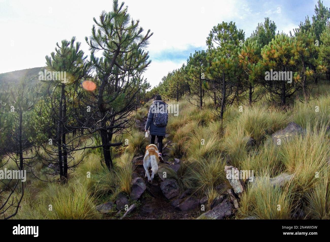 Ajusco is a large protected natural space, with a height of 3,930 meters above sea level. The place is made up of pine and oak forests, high mountain Stock Photo