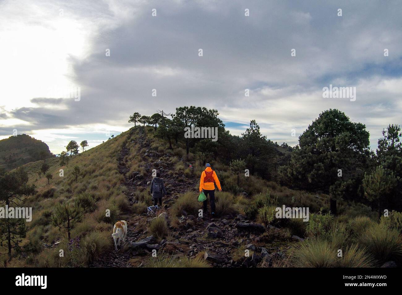 Ajusco is a large protected natural space, with a height of 3,930 meters above sea level. The place is made up of pine and oak forests, high mountain Stock Photo