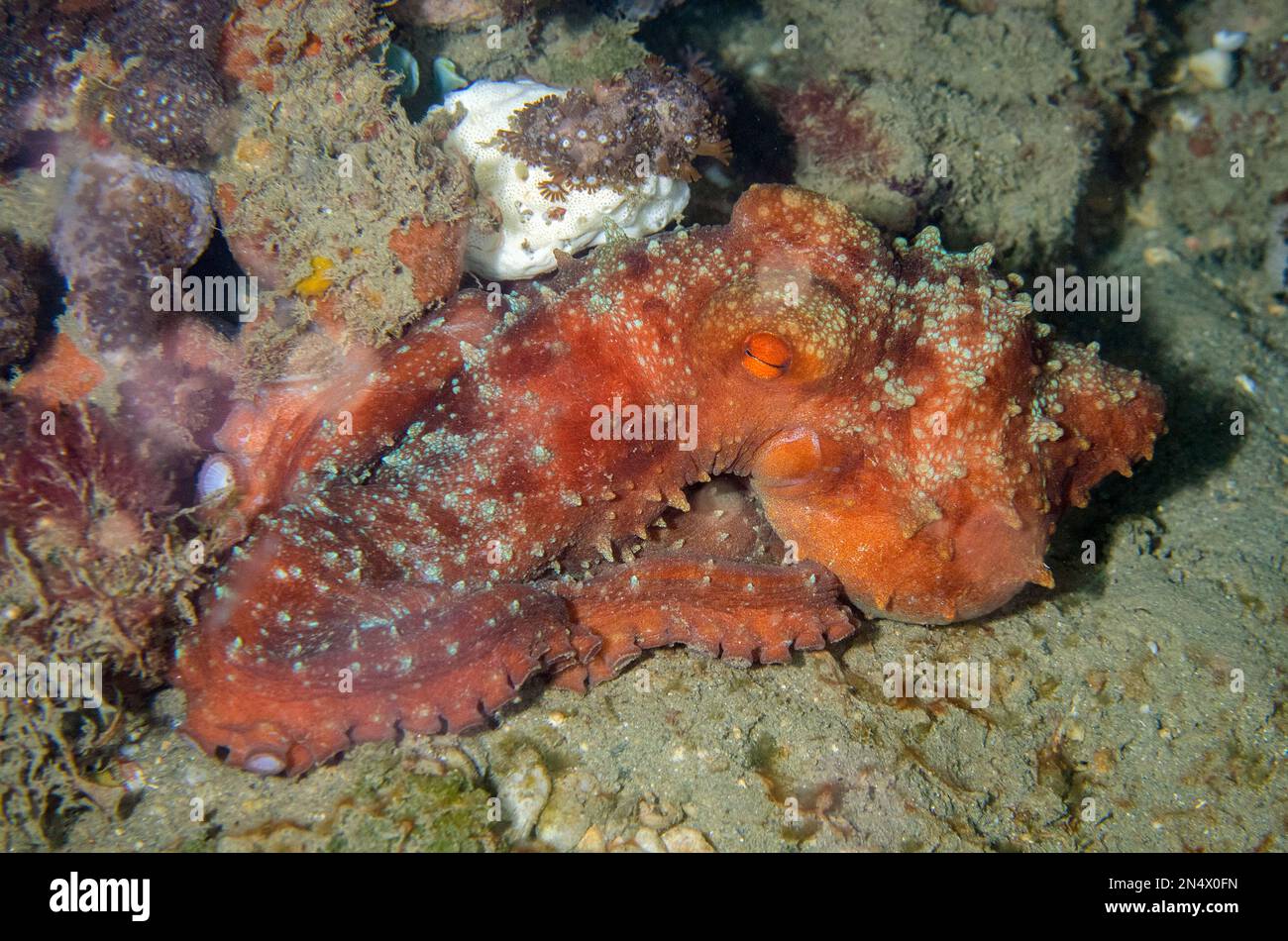 Starry Night Octopus, Callistoctopus luteus, night dive, Tasi Tolu dive site, Dili, East Timor Stock Photo