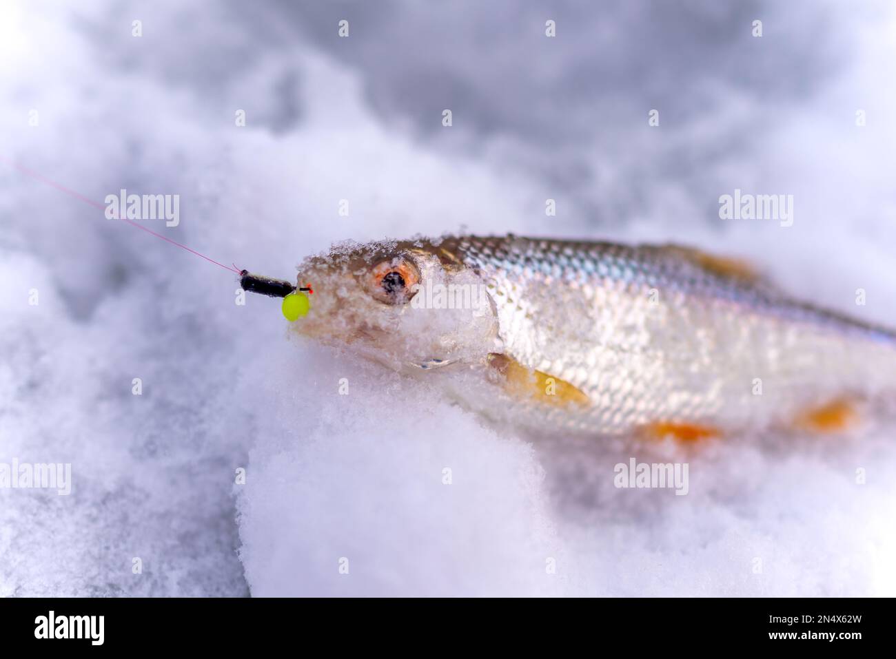 Caught in the winter catch angler fish roach lies on the ice with the bait jig in his mouth on the line. Stock Photo