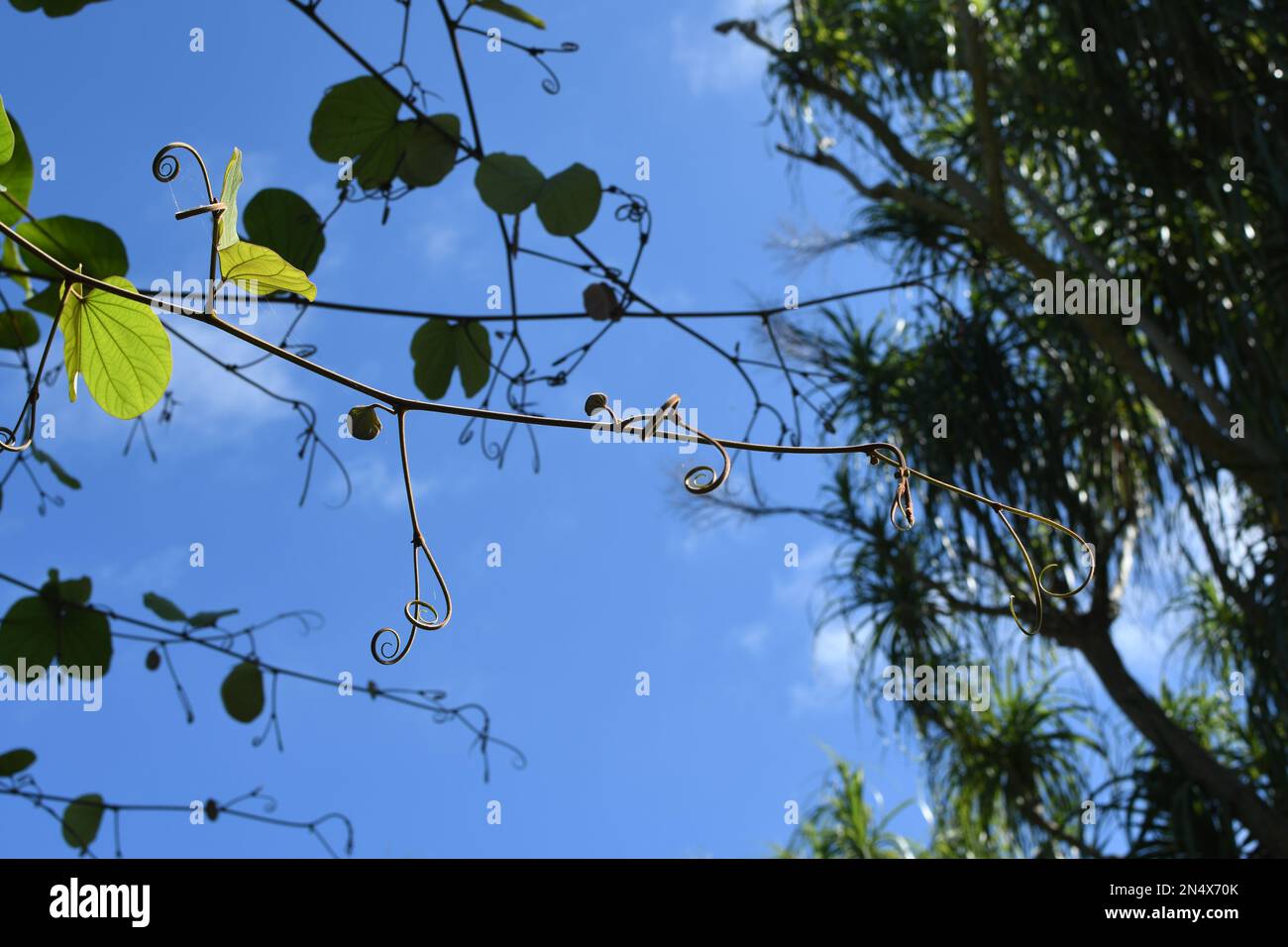 Vine branch with tendrils and young leaves, fresh young vine leaves on the blue sky background Stock Photo