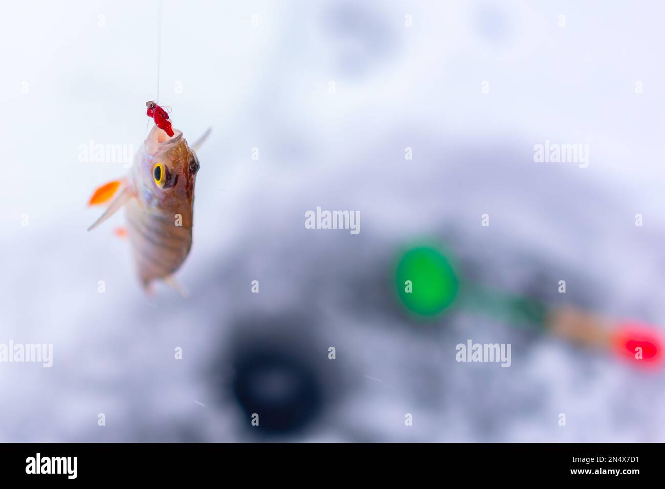 Fish hanging from line Stock Photo - Alamy