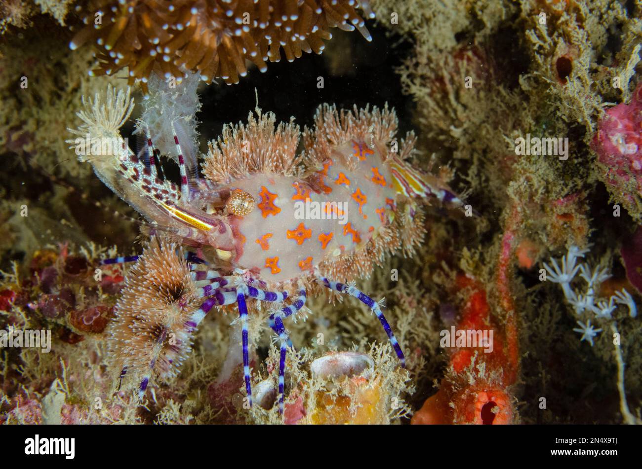 Marbled Shrimp, Saron sp, Dili Rock East dive site, Dili, East Timor Stock Photo