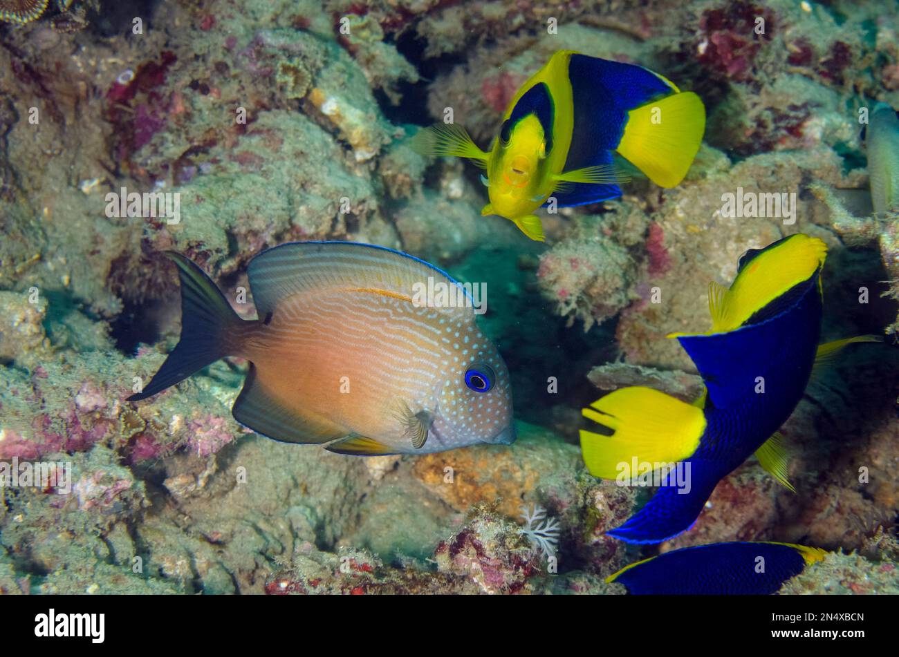 Two-spot Bristletooth, Ctenochaetus binotatus, with Bicolor Angelfish, Centropyge bicolor, Dili Rock East dive site, Dili, East Timor Stock Photo