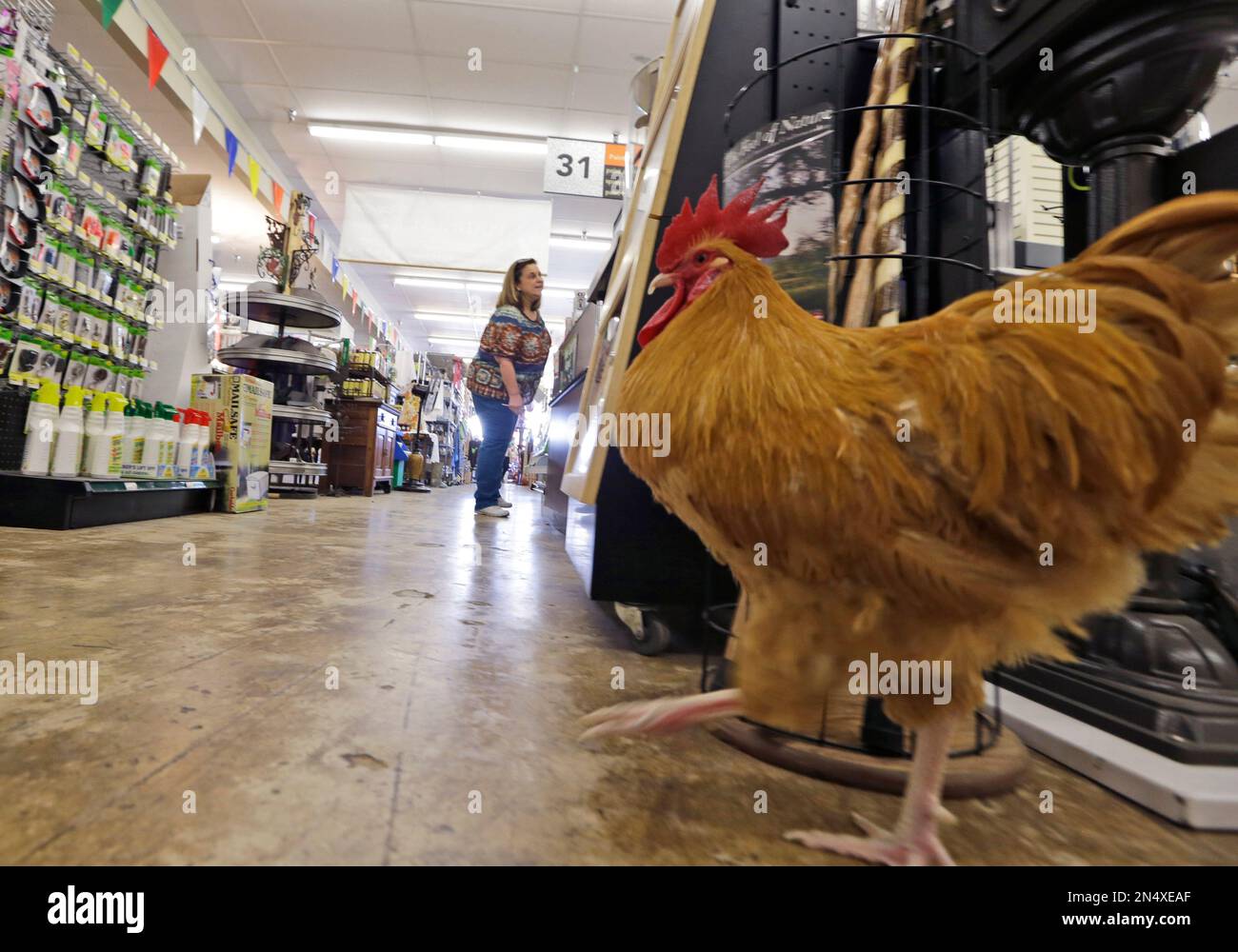 Prince the rooster wanders around the Gecko Hardware Store in Dallas on Friday, April 25