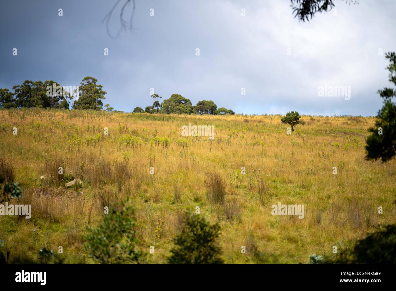 Australian bush. native forest and plantation Stock Photo Alamy