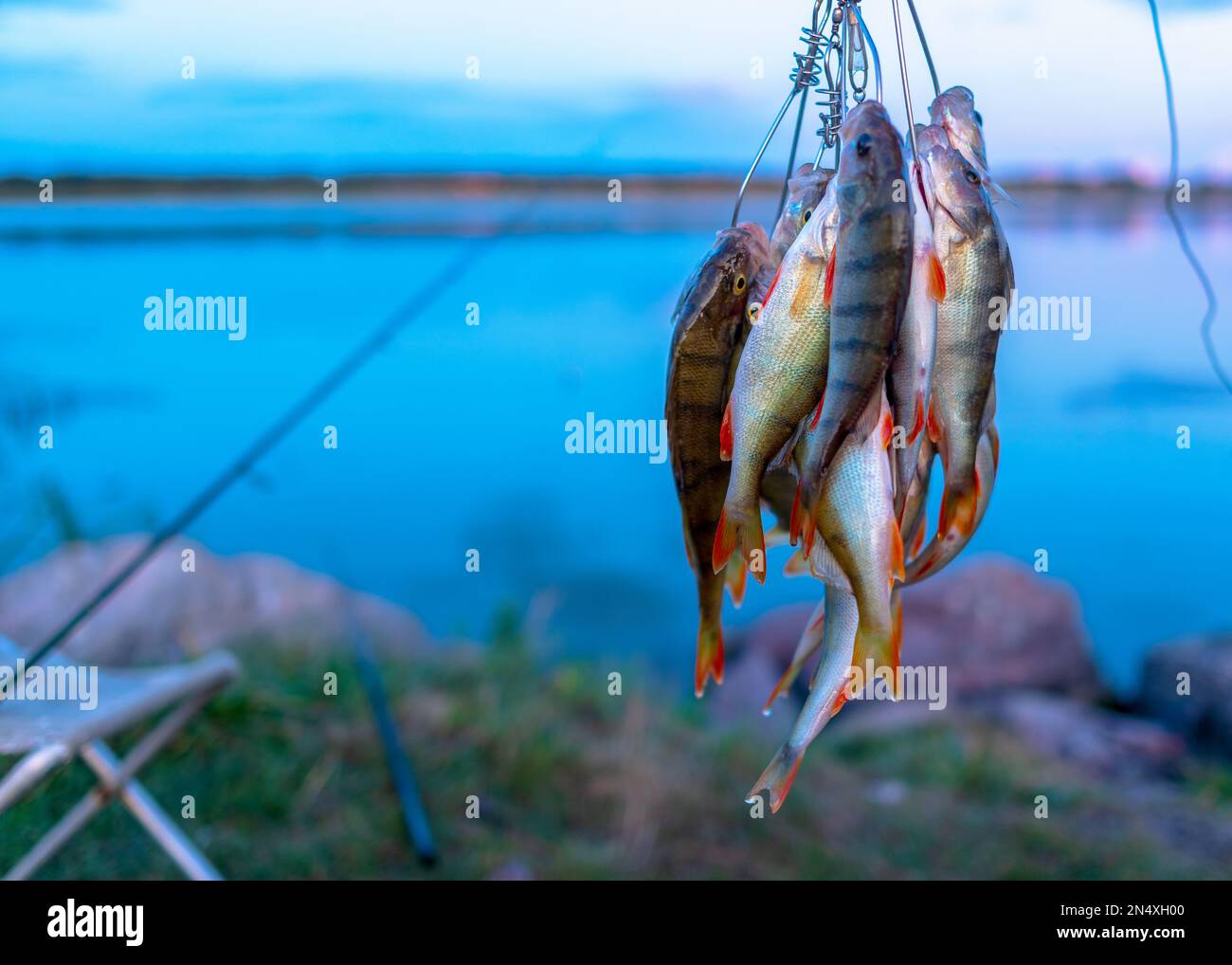 https://c8.alamy.com/comp/2N4XH00/a-lot-of-fish-hanging-perch-caught-by-angler-fish-stringer-on-the-background-of-evening-sunset-on-the-lake-and-fishing-rods-spinning-on-a-chair-2N4XH00.jpg