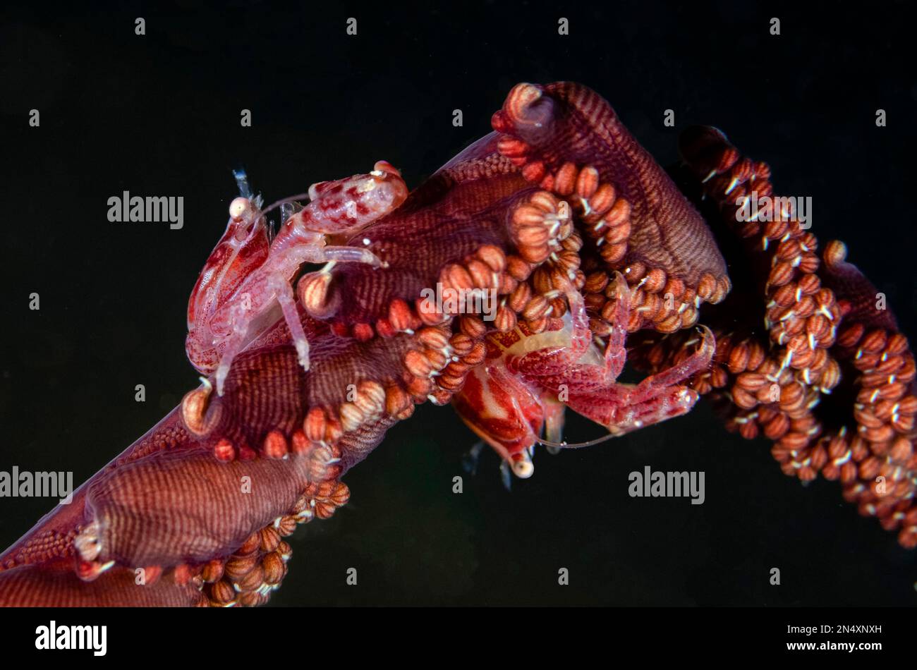 Porcelain Crab, Lissoporcellana sp, pair on sea pen, Sampiri 3 dive site, Bangka Island, north Sulawesi, Indonesia, Pacific Ocean Stock Photo