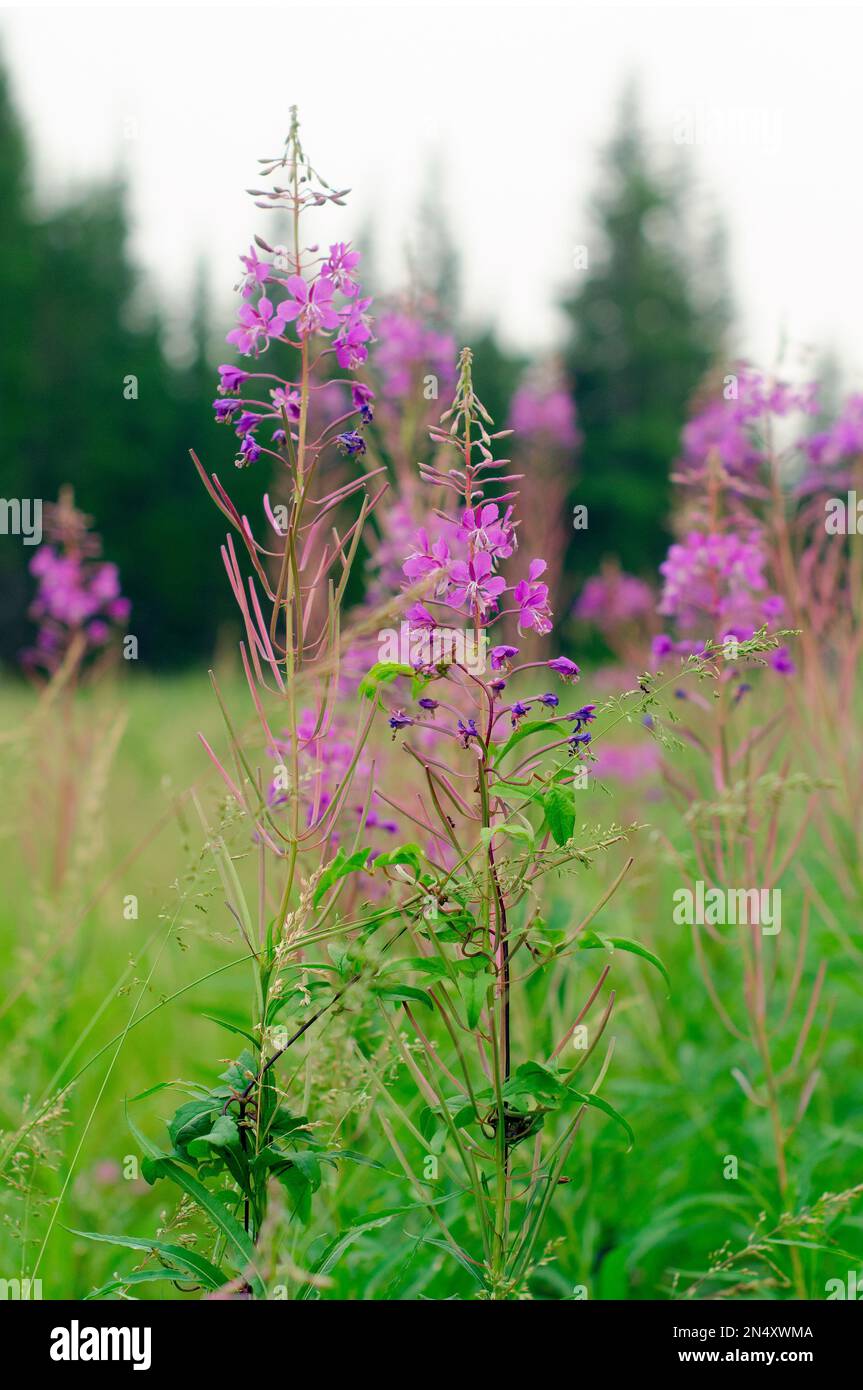 Ivan Chai plants grow on a green field on the background of spruce