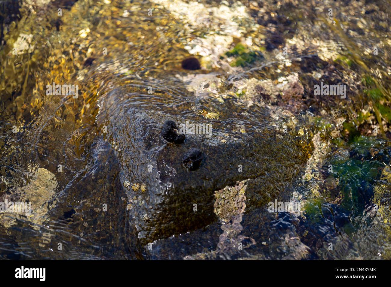 Seaweed and bull kelp growing on rocks in the ocean in australia. Waves ...