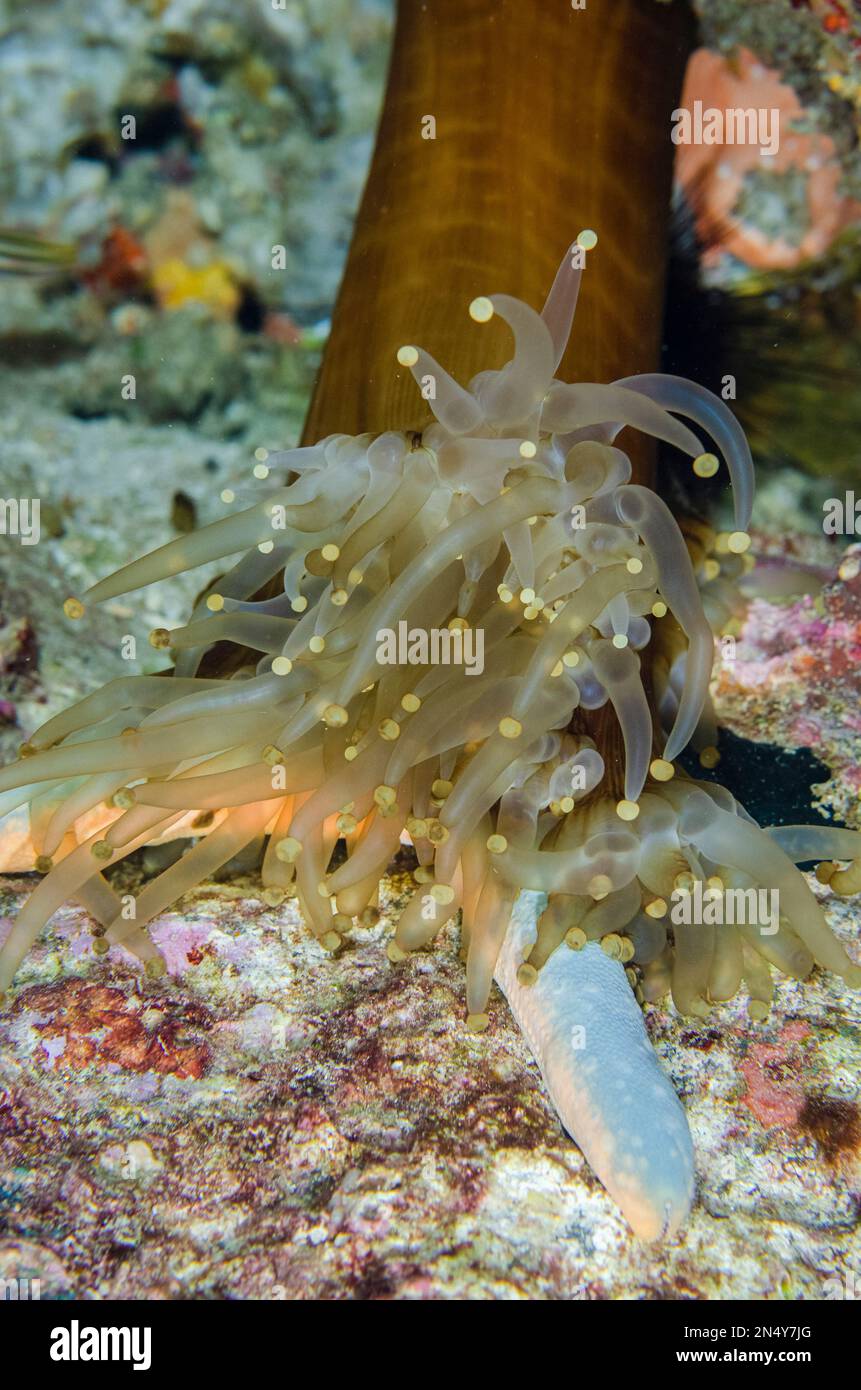 Coralimorpharian False Coral, Paracorynactis hoplites, eating Blue Starfish, Linckia laevigata, night dive, Murex House Reef dive site, Bangka Island, Stock Photo
