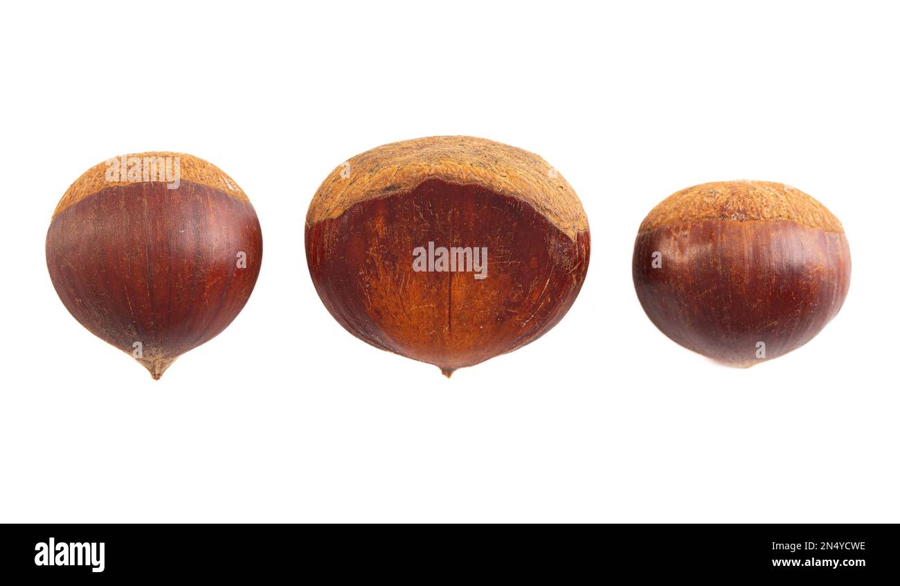Line of Raw and Whole Chestnuts Isolated on a White Background Stock Photo