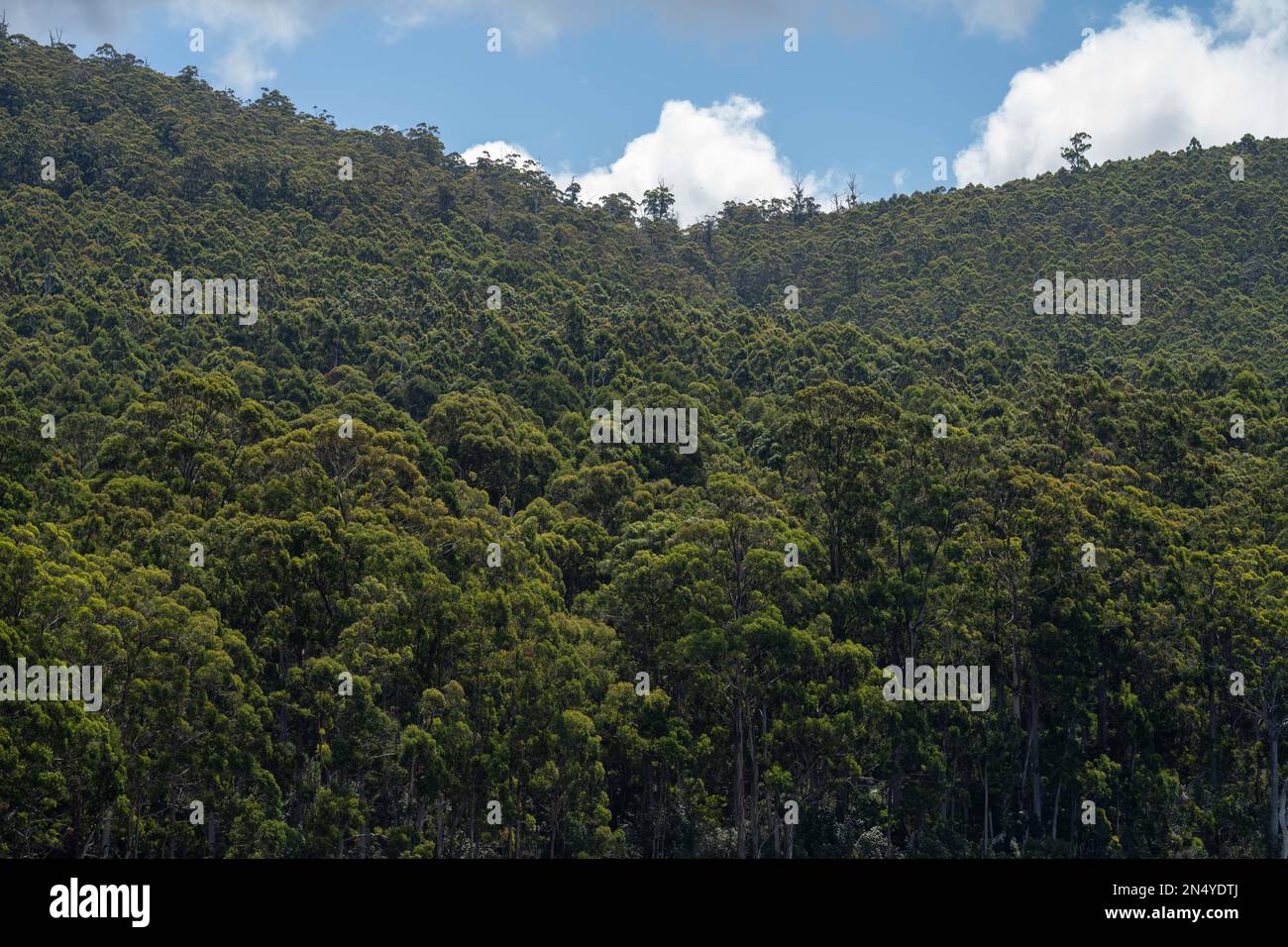 gumtree forest growing in the australian bush in tasmania Stock Photo