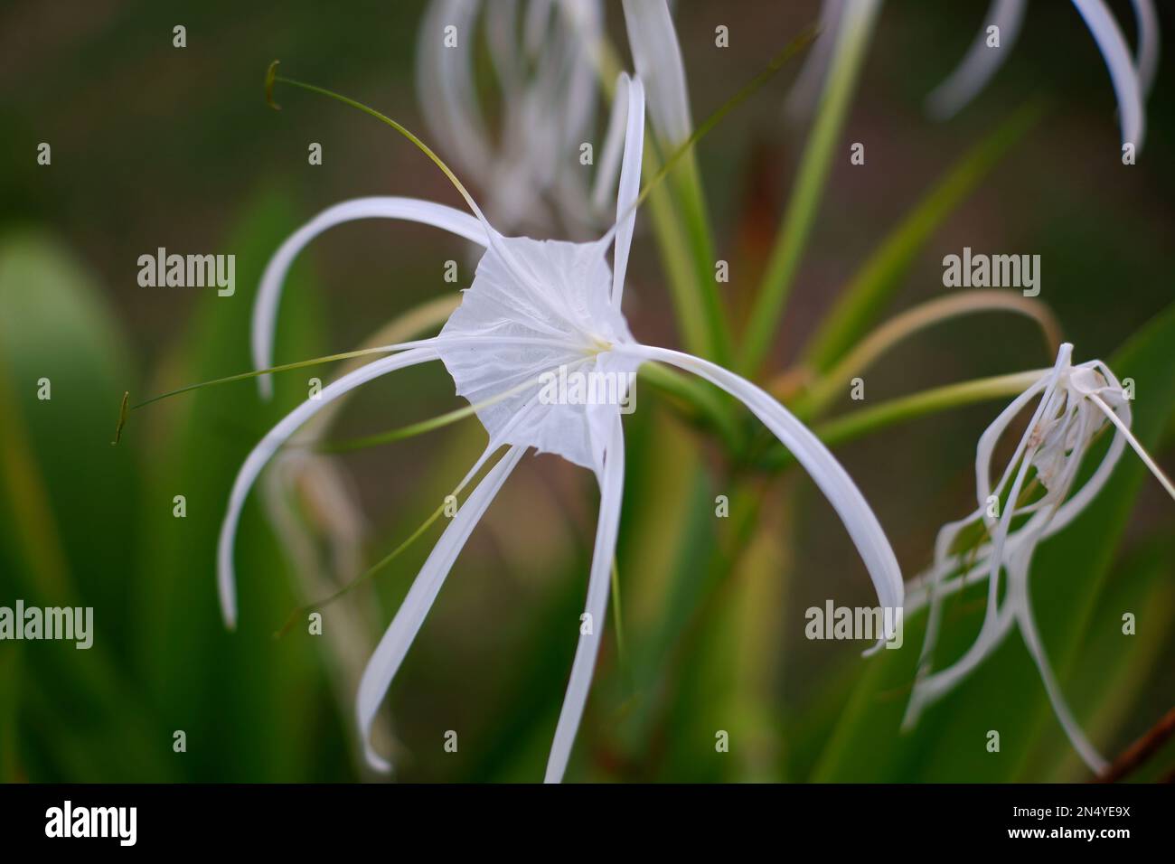 Beautiful White Flowers Of Hymenocallis Littoralis, A Type Of Fountain Lily, In The Village Of Daya Baru In The Afternoon Stock Photo