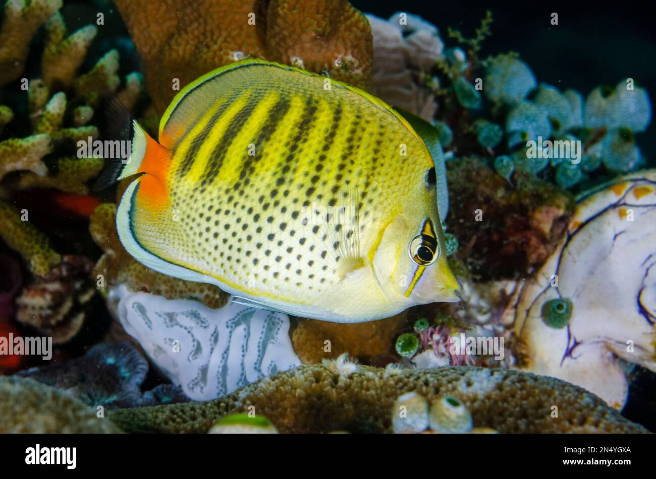 Spot-Banded Butterflyfish, Chaetodon punctatofasciatus, Demak dive site, Bangka Island, north Sulawesi, Indonesia, Pacific Ocean Stock Photo