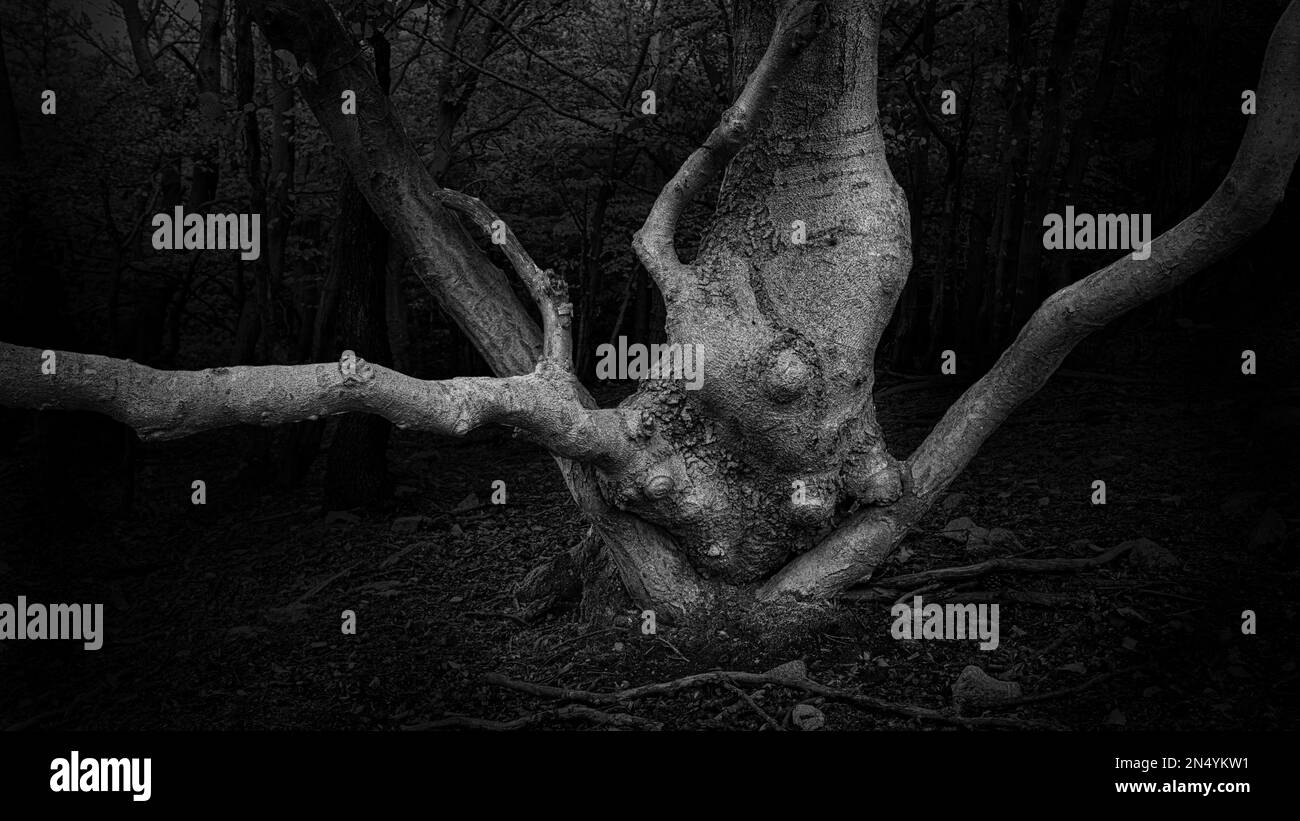 A grayscale of a beautiful dry tree in a deep forest Stock Photo Alamy