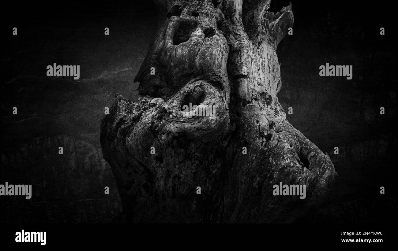 A grayscale of a beautiful dry tree in a deep forest Stock Photo Alamy