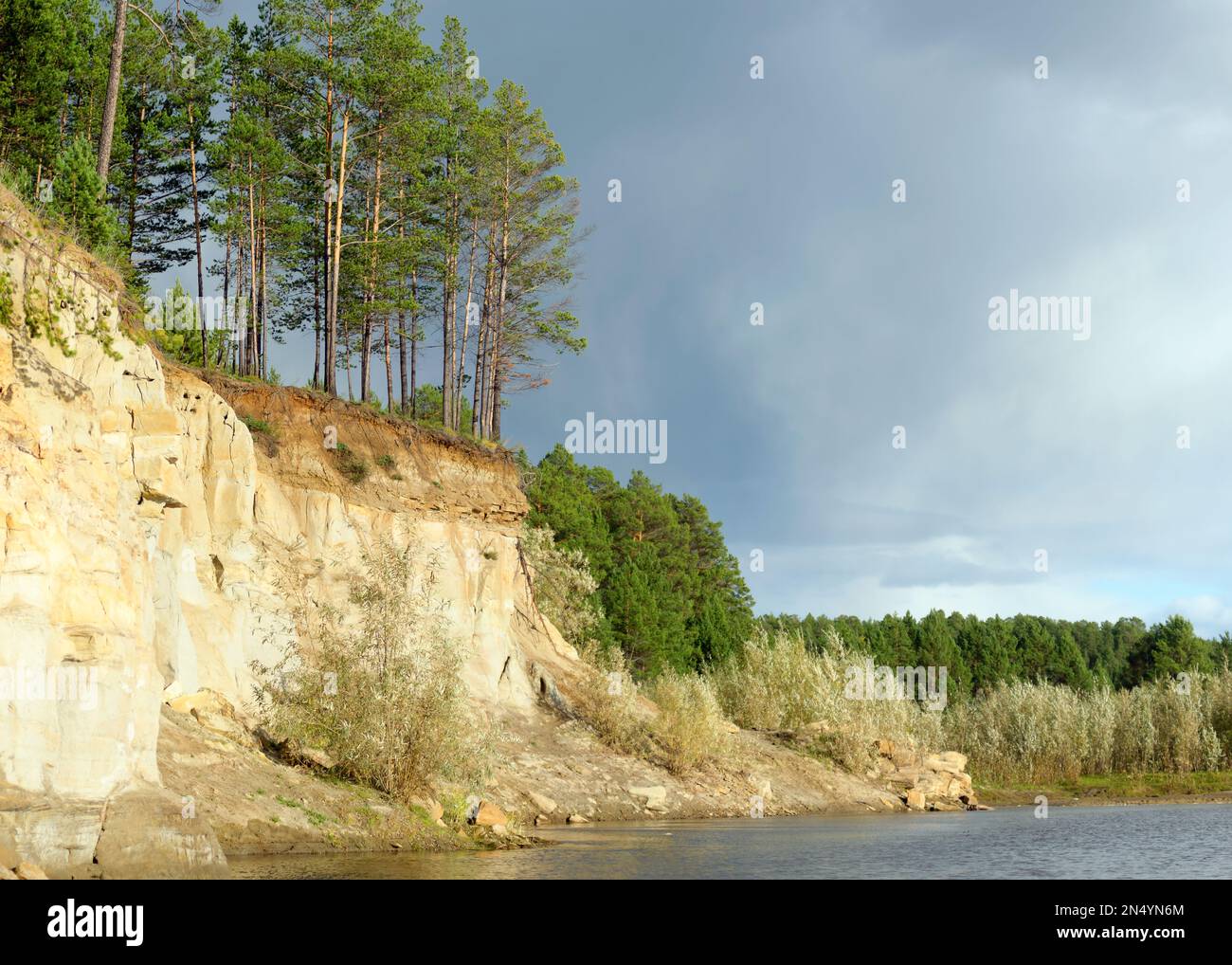 Pine Forest on a cliff near the river Bank with the erosion of clay ...