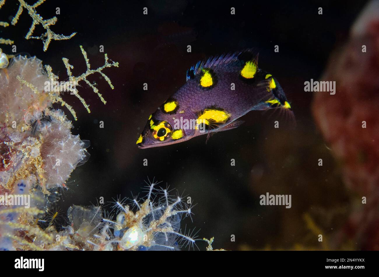 Juvenile Splitlevel Hogfish, Bodianus mesothorax, Tampa Fufu dive site, Bangka Island, north Sulawesi, Indonesia, Indonesia, Pacific Ocean Stock Photo