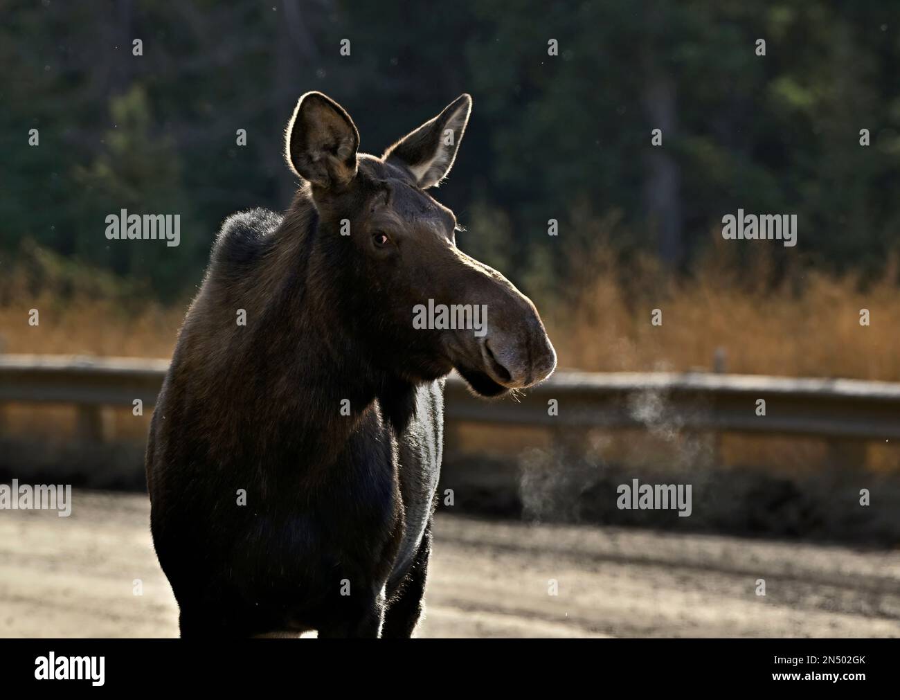 A portrait image of a wild female moose 'Alces alces', stopping to notice the photographer on a gravel road in rural Alberta Canada Stock Photo