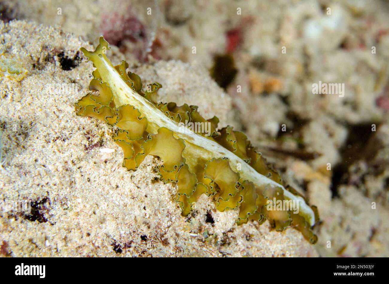 Polyclad Flatworm, Pseudobiceros sp, night dive, Murex House Reef dive site, Bangka Island, north Sulawesi, Indonesia, Pacific Ocean Stock Photo
