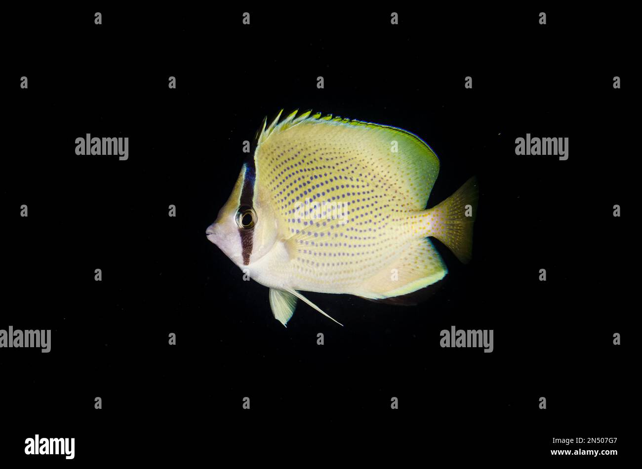 Speckled Butterflyfish, Chaetodon citrinellus, night dive, Murex House Reef dive site, Bangka Island, north Sulawesi, Indonesia, Pacific Ocean Stock Photo