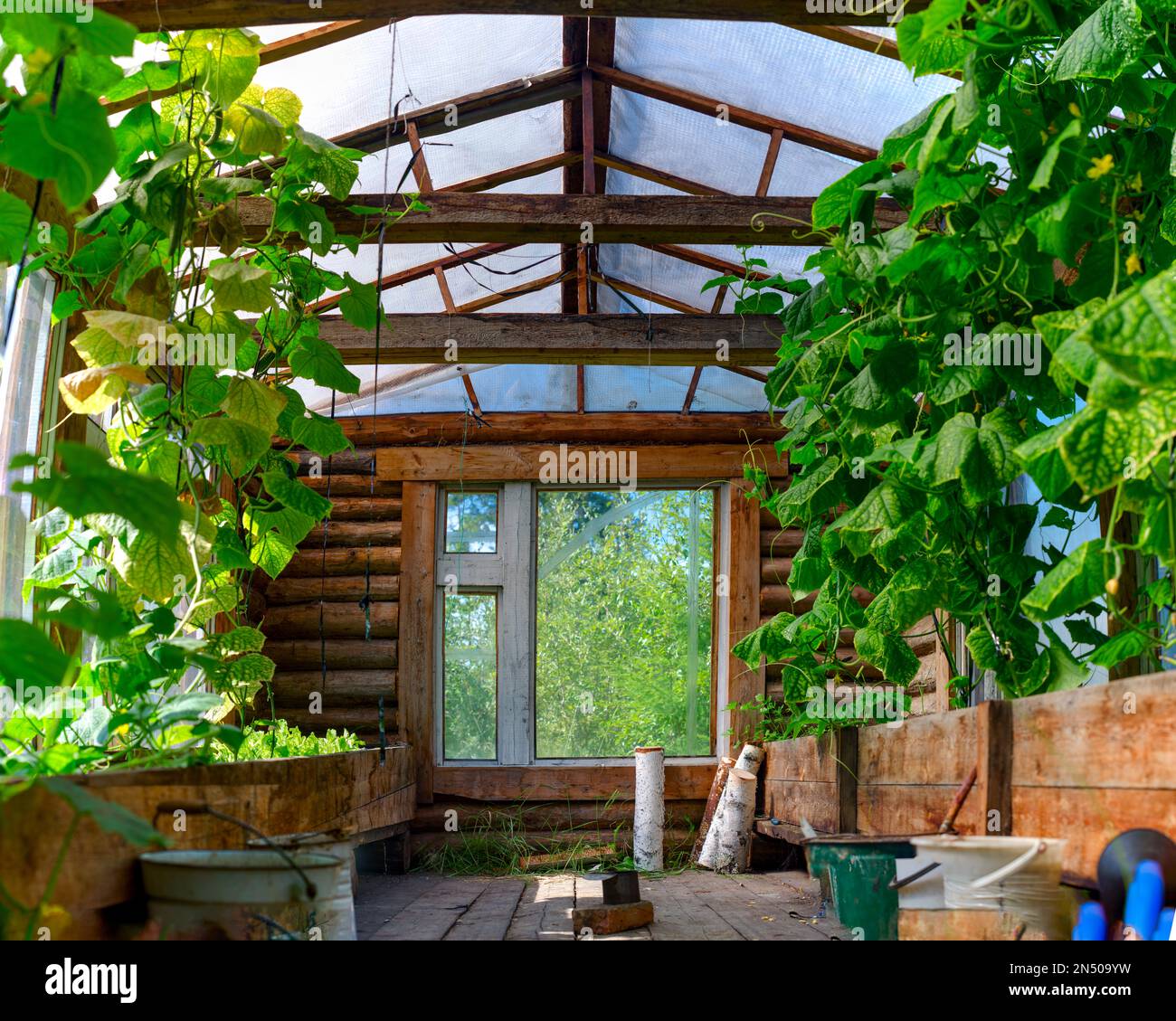 The wooden heated Northern greenhouse from within in Yakutia from a wooden bar with the pots raised above the earth with plants cucumbers and Windows Stock Photo