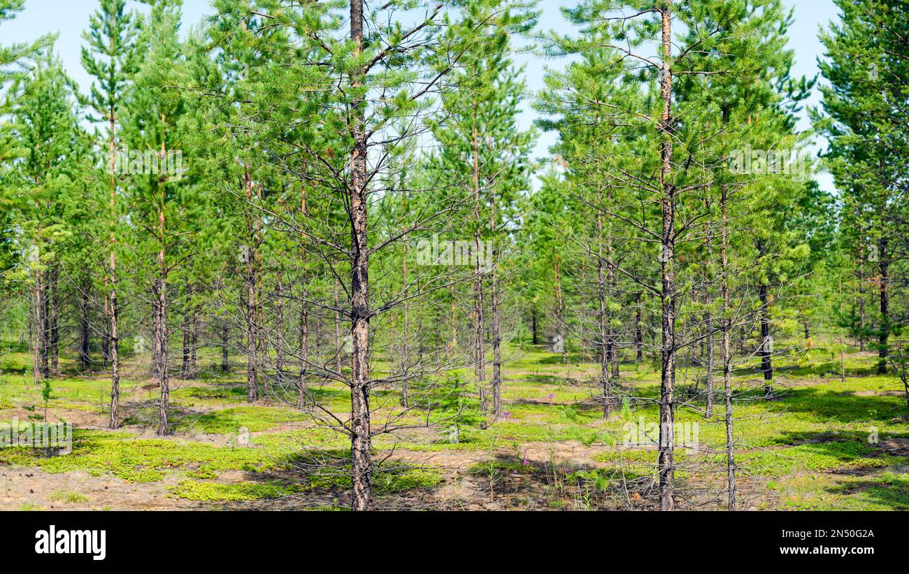 Young forest of small fir trees among the low green grass in the wild taiga of Yakutia. Stock Photo