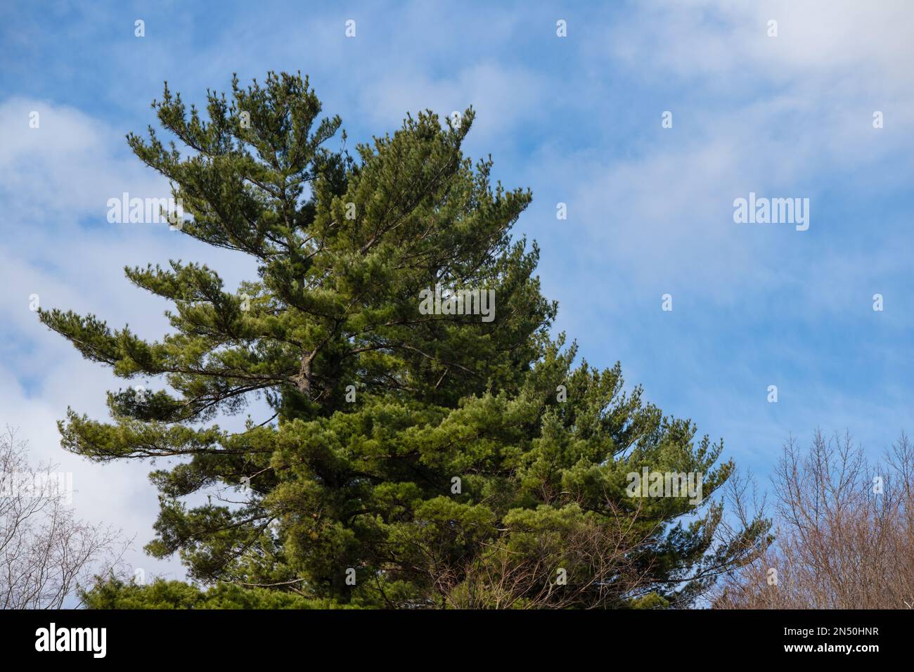 Top of a tall evergreen tree against a brilliant blue morning sky in