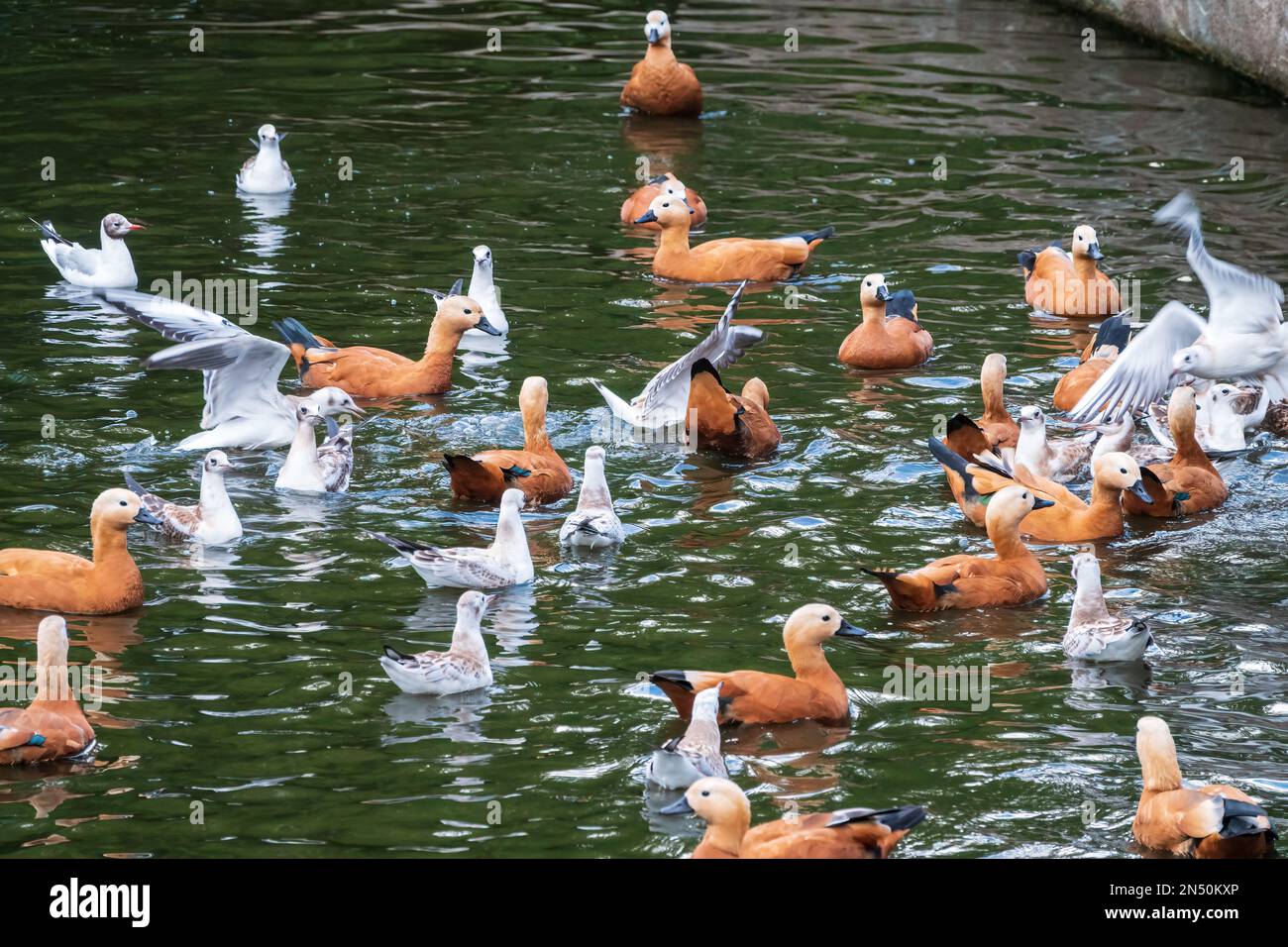 A flock of shelducks and seagulls swim in the water. Group of common ...