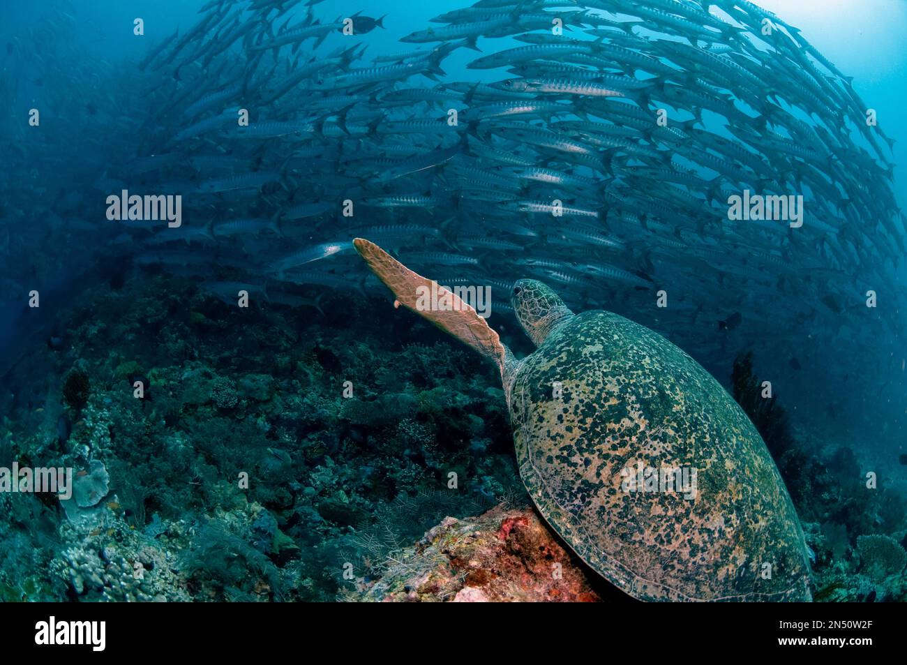 green sea turtle, Chelonia mydas, vulnerable species, looking at school of Blackfin Barracuda, Sphyraena qenie, Barracuda Point dive site, Sipadan isl Stock Photo