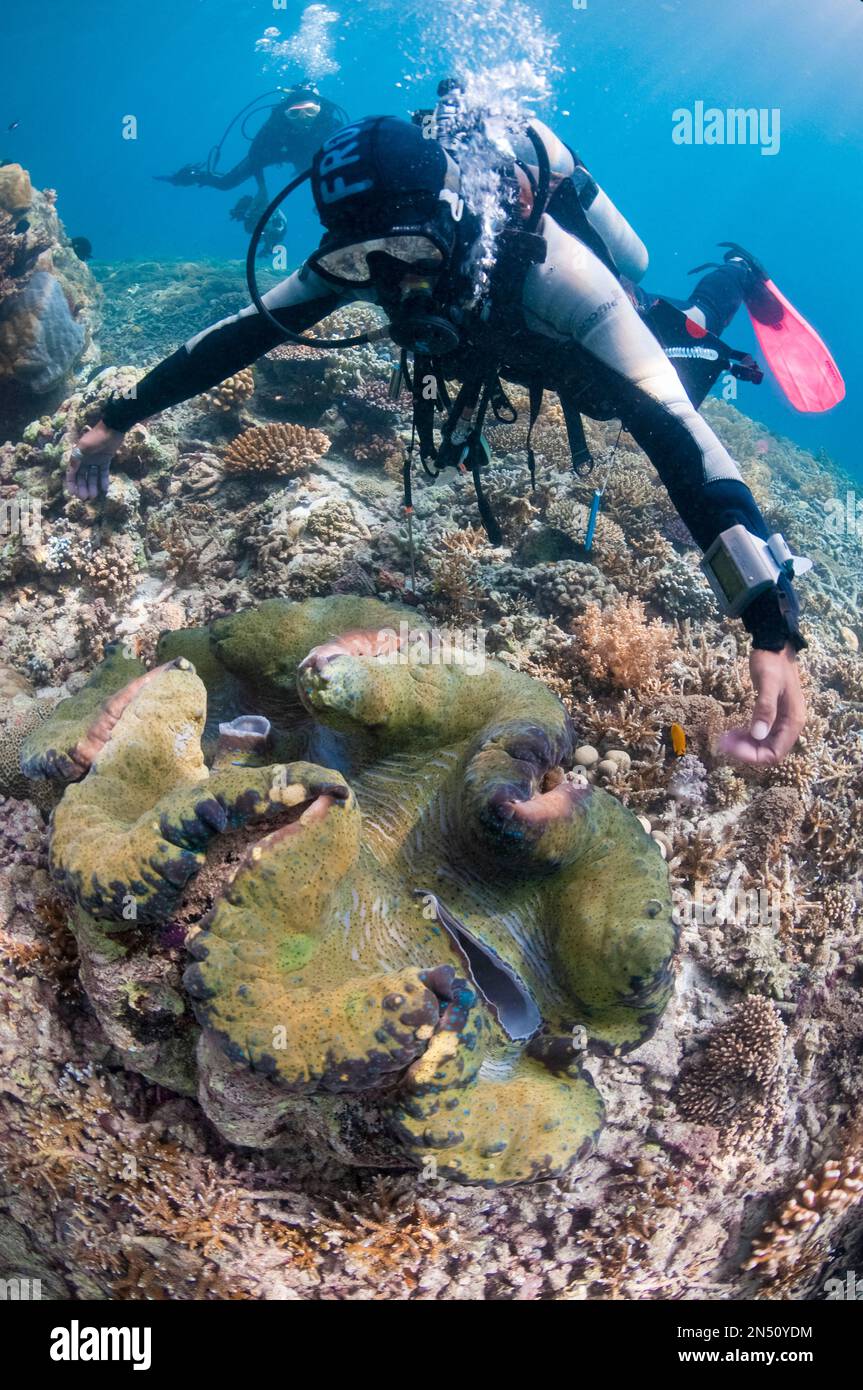 Diver with Giant Clam, Tridacna gigas, Midreef dive site, Sipadan Island, Sabah, Malaysia, Celebes Sea Stock Photo