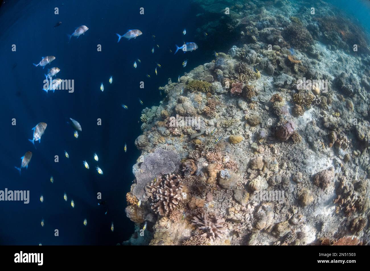 Bluefin Trevally, Caranx melampygus, with hard corals on reef edge with dropoff, Sipadan island, Sabah, Malaysia, Celebes Sea Stock Photo