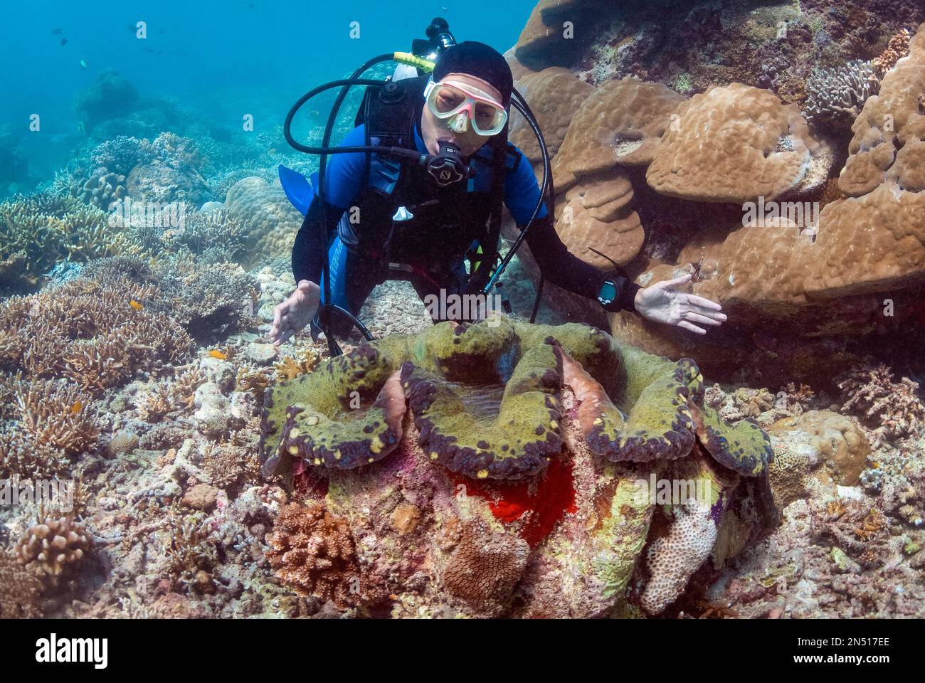 Diver with Giant Clam, Tridacna gigas, Midreef dive site, Sipadan Island, Sabah, Malaysia, Celebes Sea MR Stock Photo