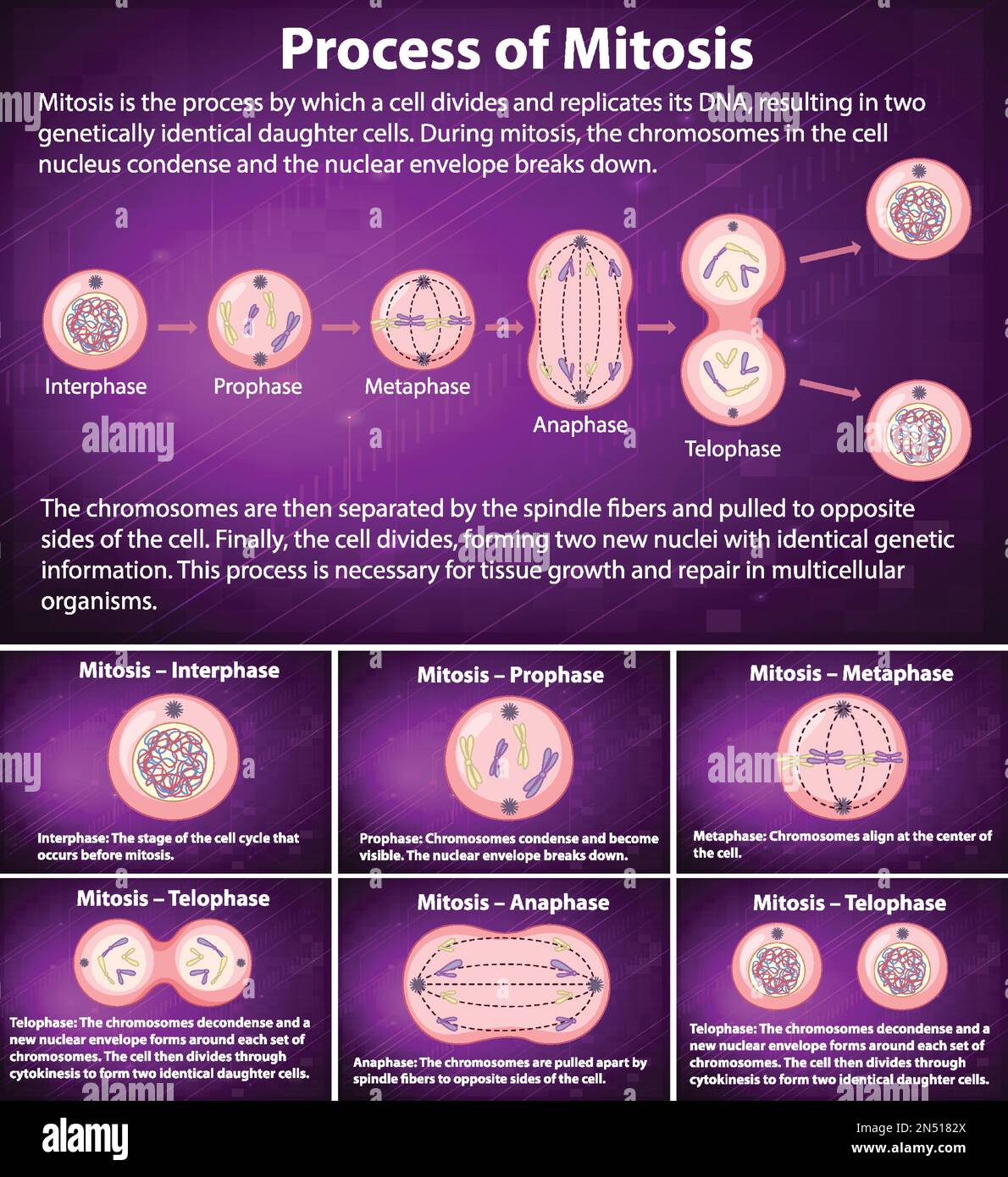 Process of mitosis phases with explanations illustration Stock Vector ... Biology Diagrams