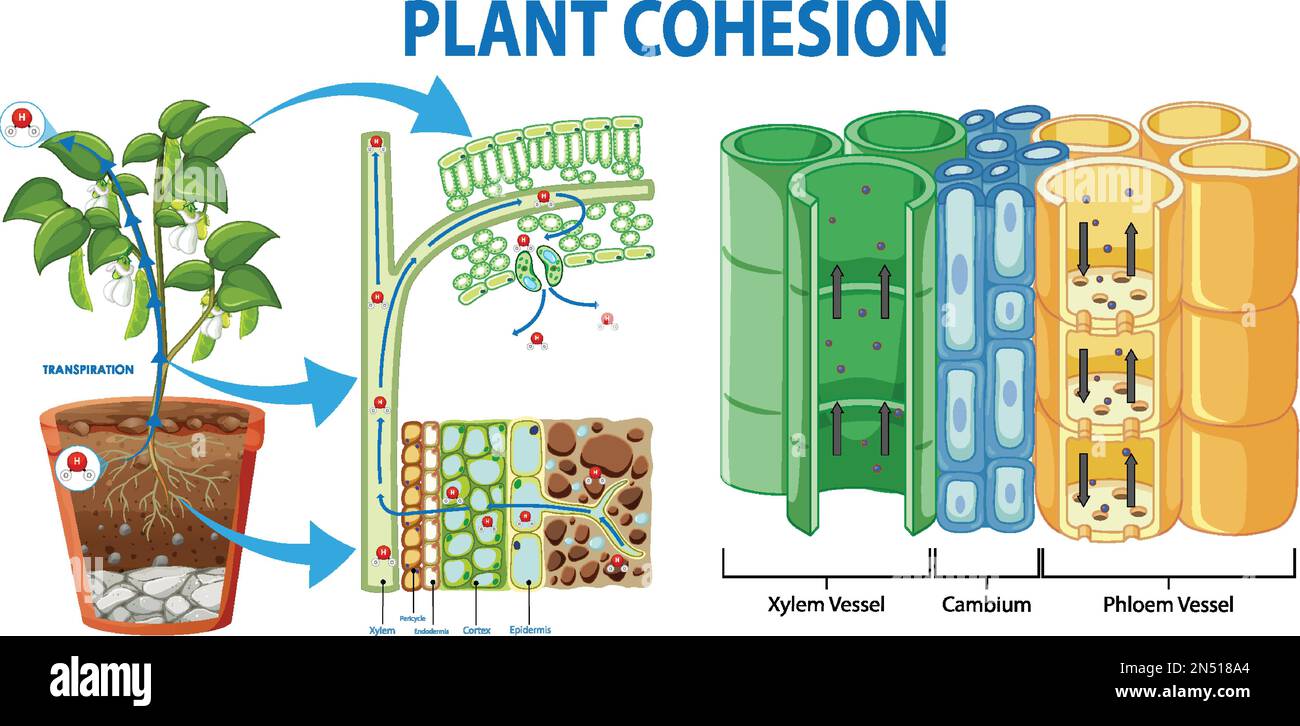 Plant Cohesion Vascular Tissue (Xylem and Phloem) illustration Stock